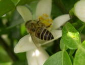 ユズの花の蜜を集めるニホンミツバチ