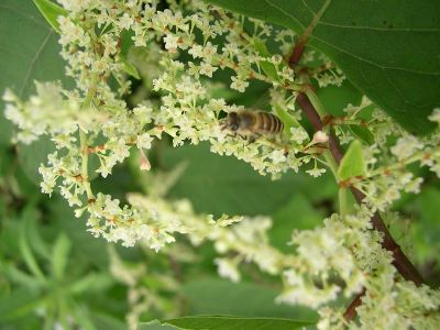 イタドリの蜜を集めるニホンミツバチ